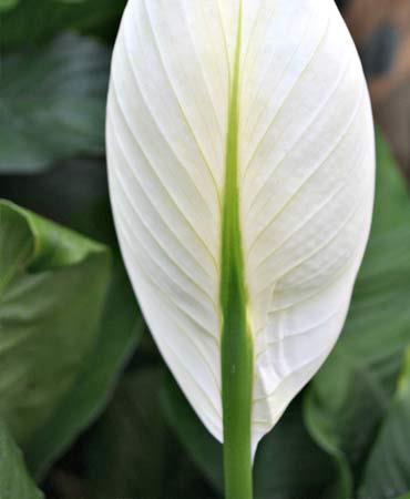 راز طراوت گیاهان: دازارو دانش مراقبت حرفه‌ای از گیاهان را در اختیار شما می‌گذارد.