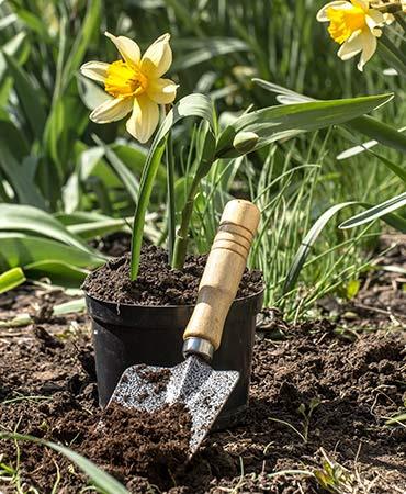 پرورش سبز در خانه: از سبزیجات تازه تا گل‌های زینتی؛ دازارو همراه شماست.